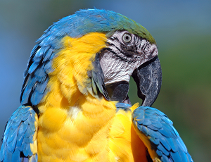 A pet buy bird